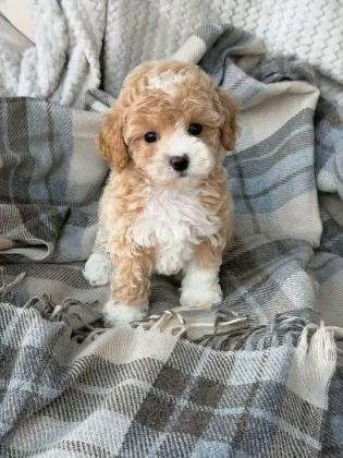 KORE TEACUP MALTİPOO AŞILI EĞİTİMLİ YAVRULAR