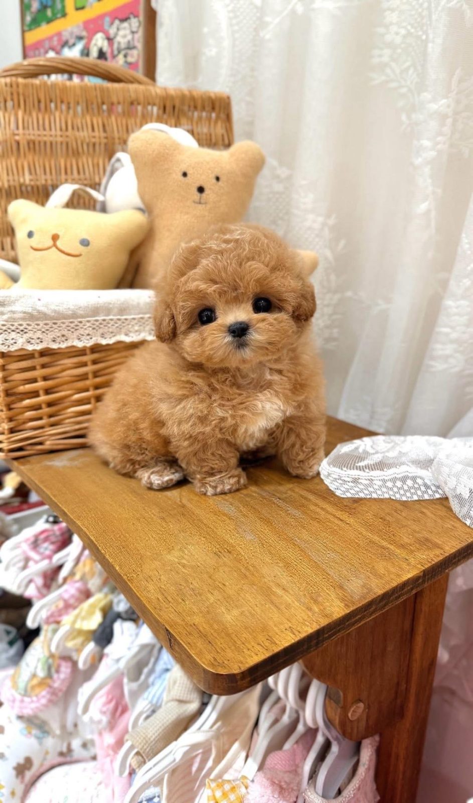 KORE MALTİPOO YAVRULAR