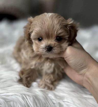 TEACUP MALTİPOO YAVRULAR