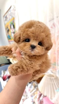 KORE MALTİPOO YAVRULAR