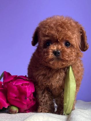 KORE TOY POODLE EĞİTİMLİ YAVRULAR