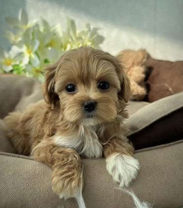 KORE TEACUP MALTİPOO AŞILI EĞİTİMLİ YAVRULAR