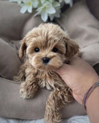 KORE TEACUP MALTİPOO YAVRULAR