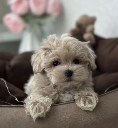 KORE TEACUP MALTİPOO YAVRULAR
