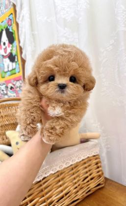 KORE MALTİPOO YAVRULAR