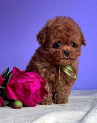 KORE TOY POODLE EĞİTİMLİ YAVRULAR