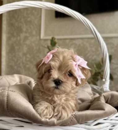 KORE MALTİPOO YAVRULARI