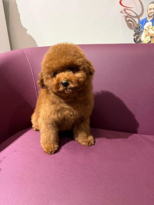 KORE TOY POODLE EĞİTİMLİ YAVRULAR