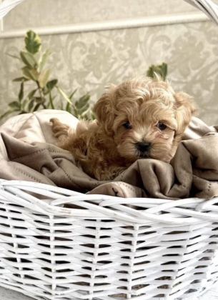 KORE MALTİPOO YAVRULARI