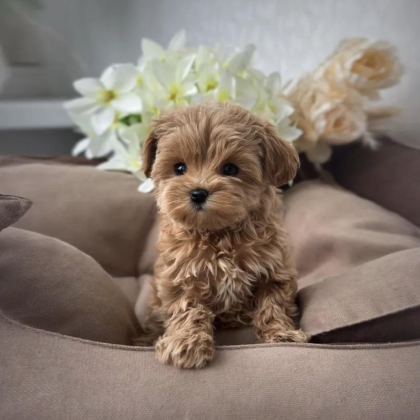 KORE TEACUP MALTİPOO YAVRULAR