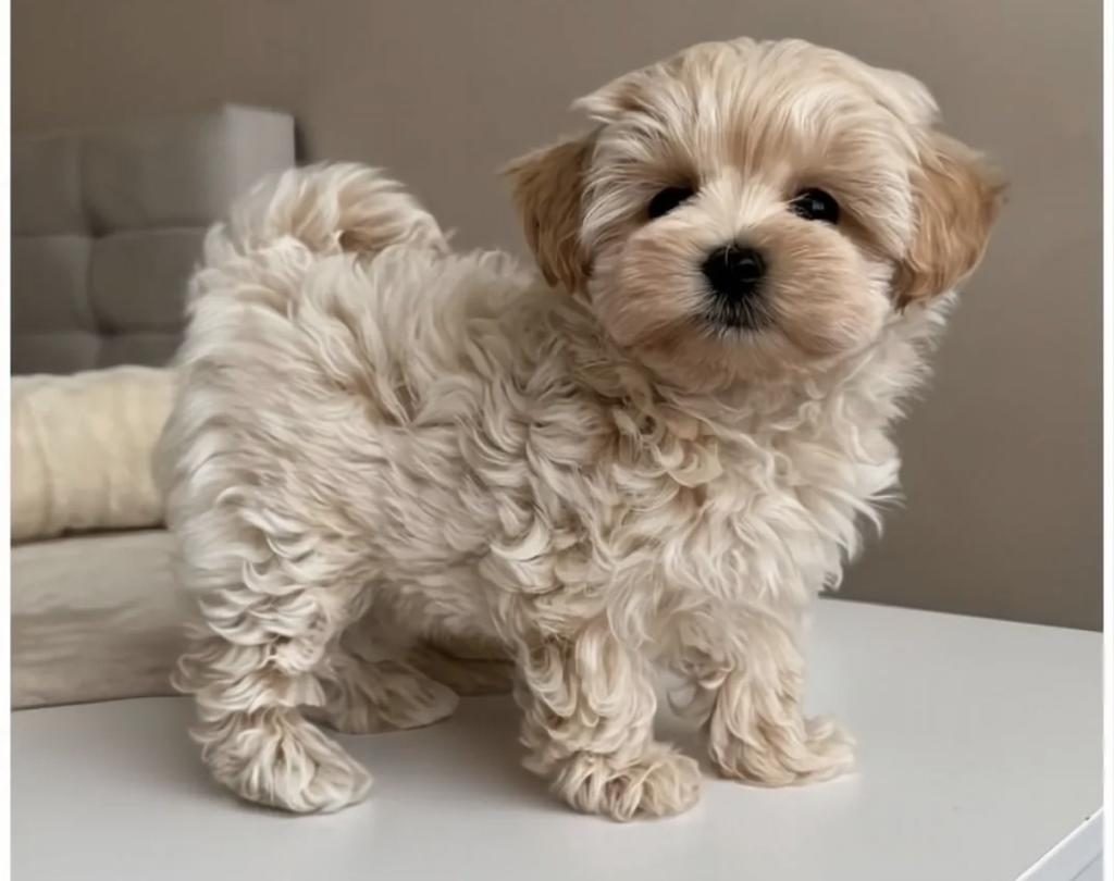TEACUP MALTİPOO YAVRULAR