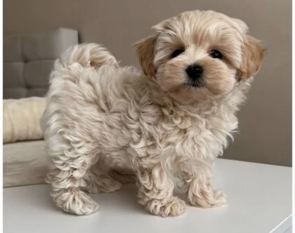 TEACUP MALTİPOO YAVRULAR