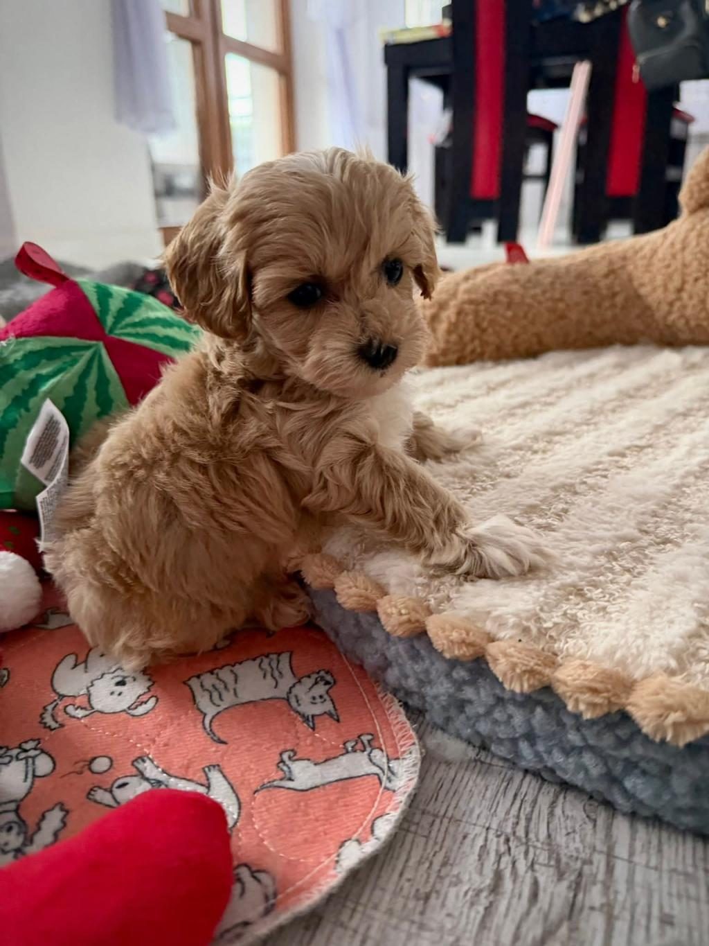 MALTİPOO YAVRULARIMIZ