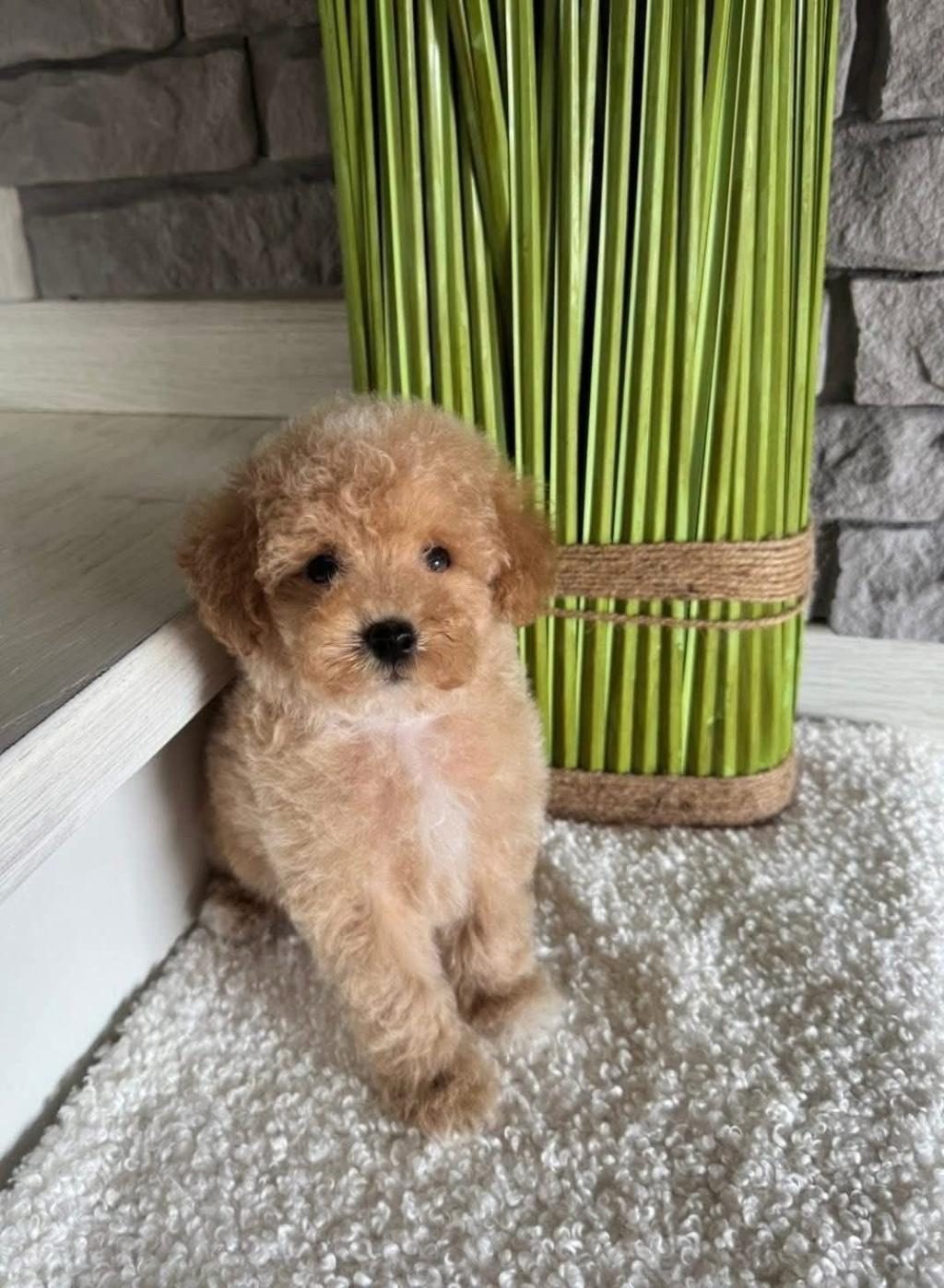 RUHSATLI KÖPEK ÇİFTLİĞİNDEN MALTİPOO YAVRULARIMIZ