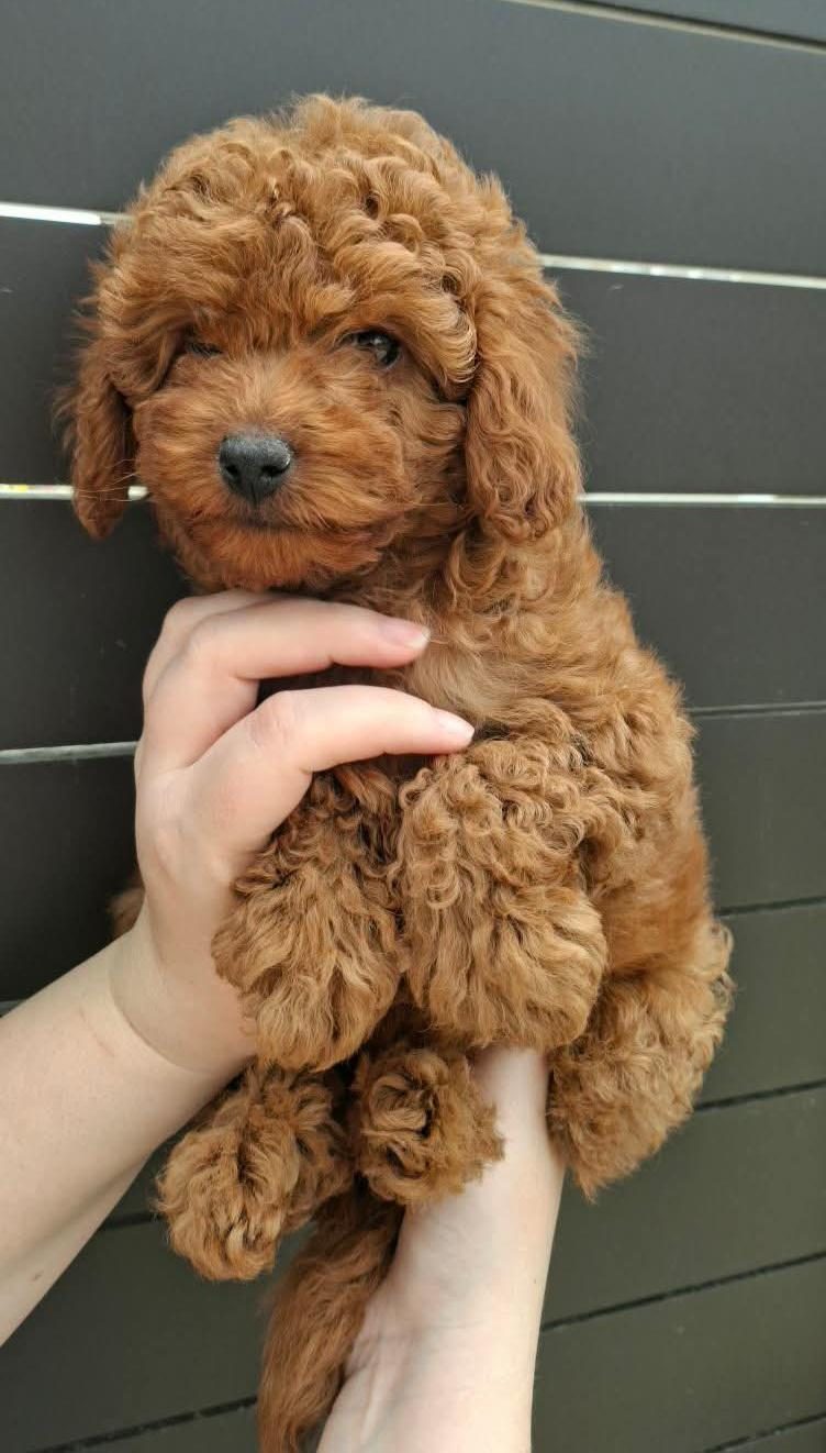 TOYPOODLE YAVRULARIMIZ