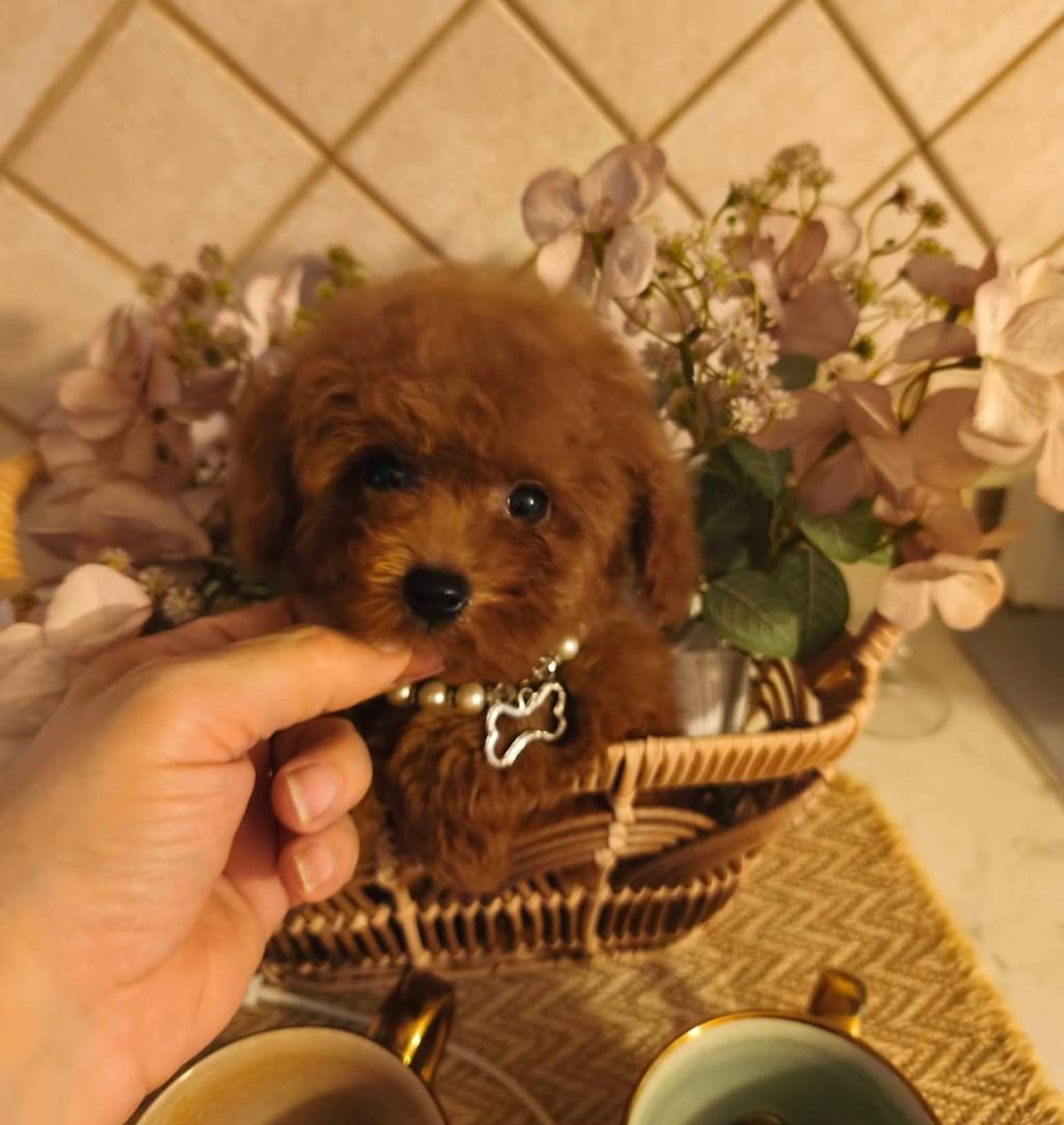 TOYPOODLE YAVRULARIMIZ