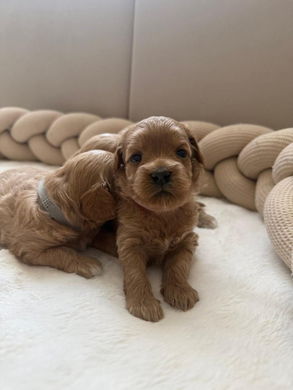 MALTİPOO YAVRULARIMIZ