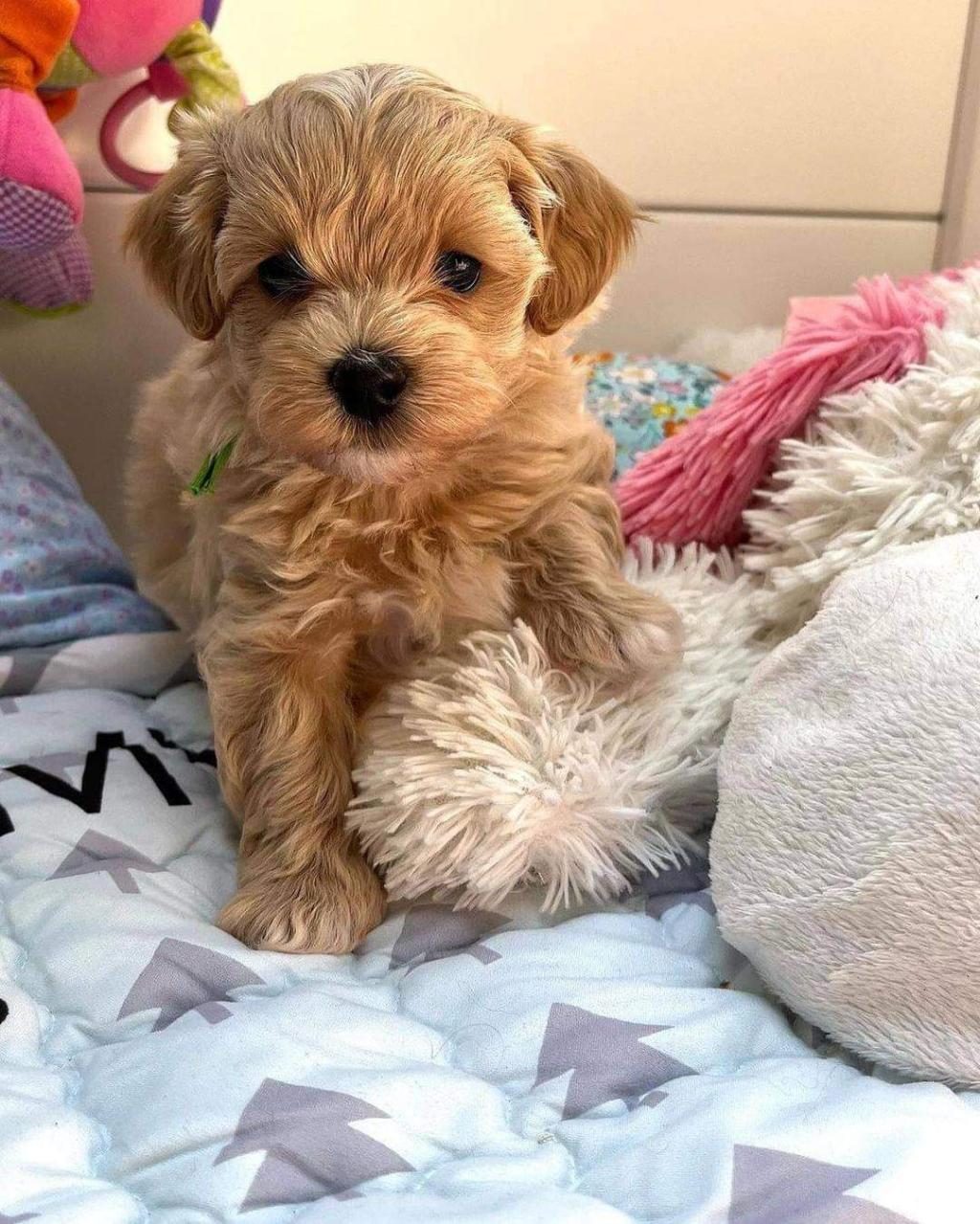 MALTİPOO YAVRULARIMIZ