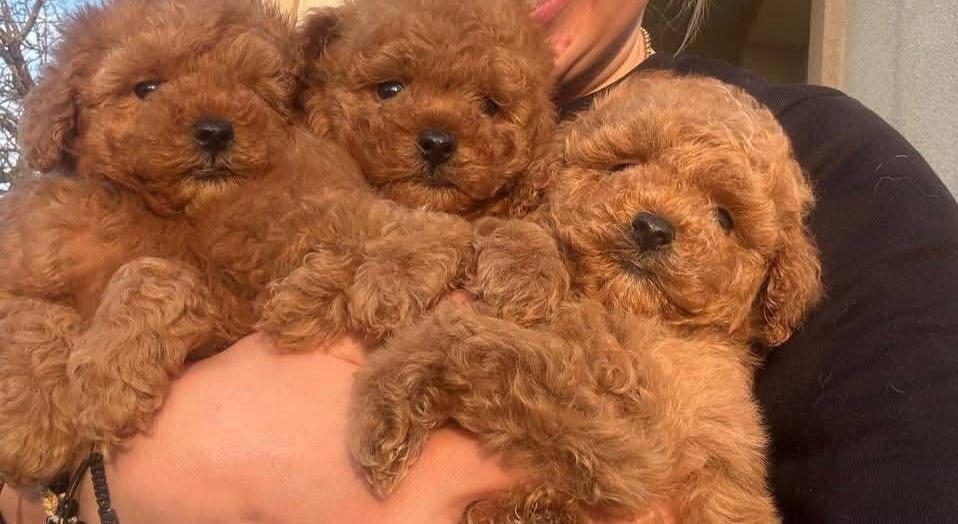 TOYPOODLE YAVRULARIMIZ