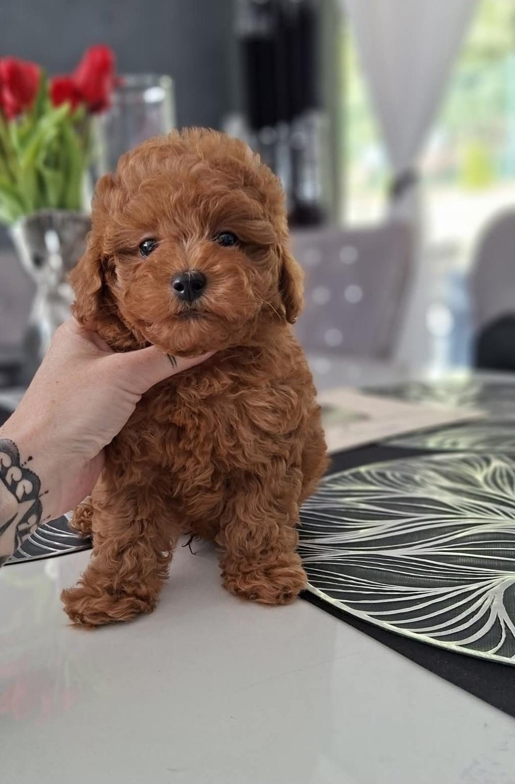 TOY POODLE YAVRULARIMIZ