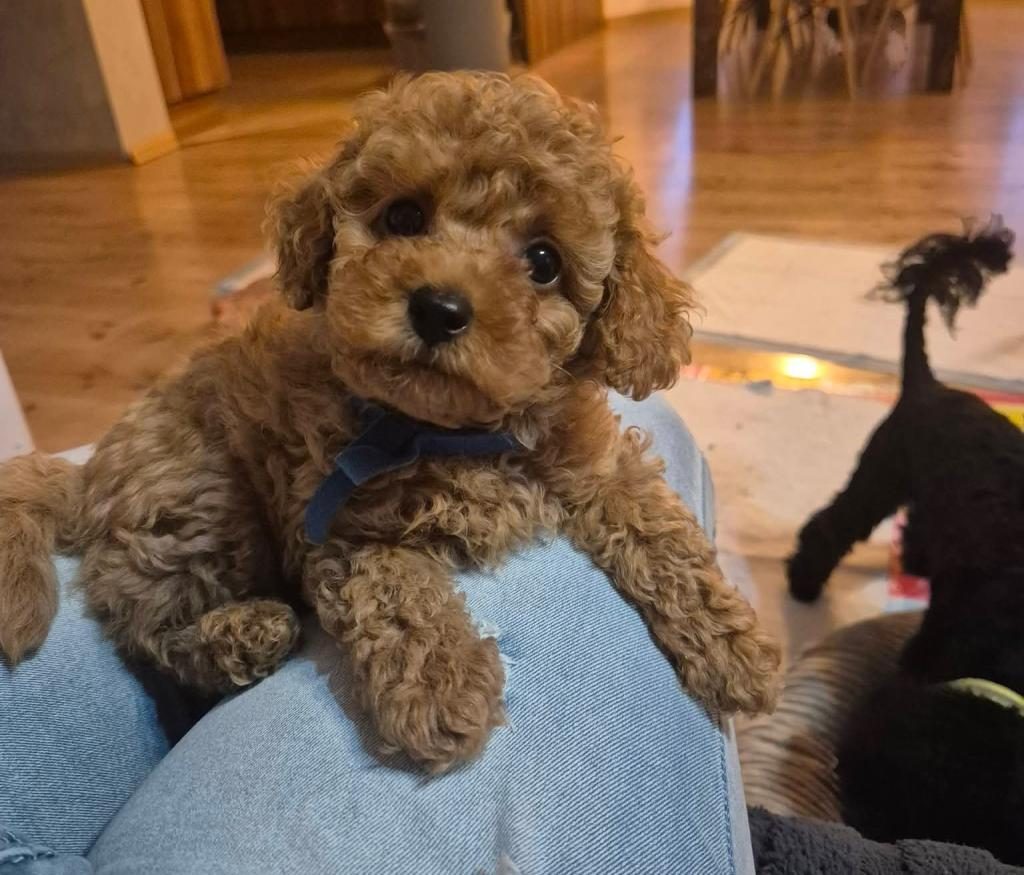 TOYPOODLE YAVRULARIMIZ