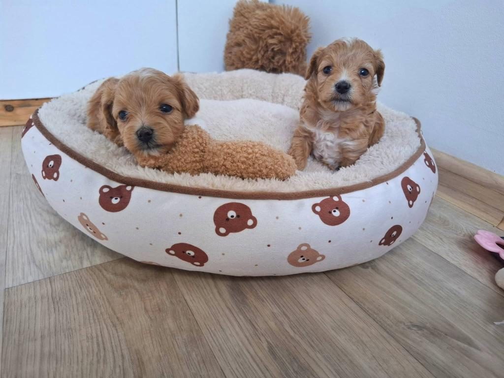 RUHSATLI KÖPEK ÇİFTLİĞİNDEN MALTİPOO YAVRULARIMIZ
