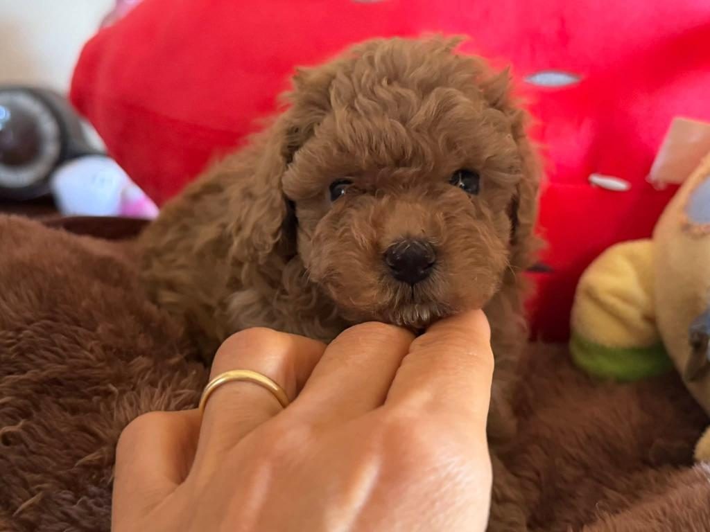 TOYPOODLE YAVRULARIMIZ