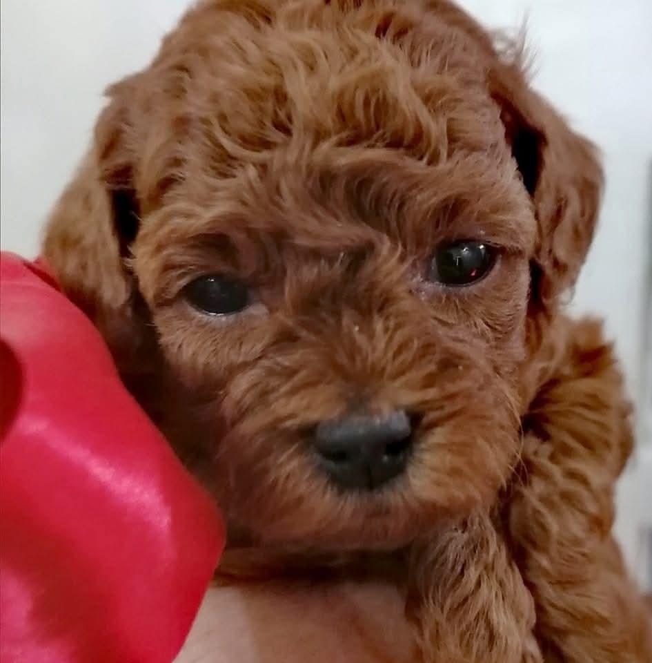 TOYPOODLE YAVRULARIMIZ