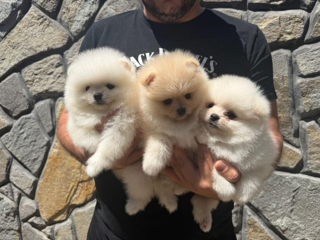 ANKARANIN TEK PET DANIŞMANLIĞI