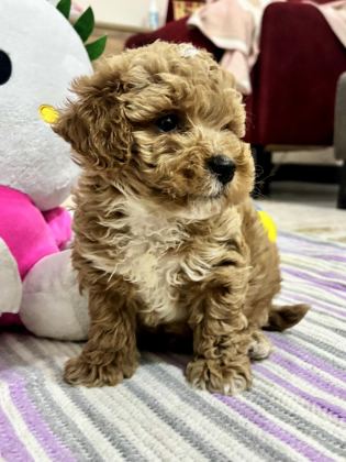 ÇİŞ EĞİTİMLİ MALTİPOO BALI