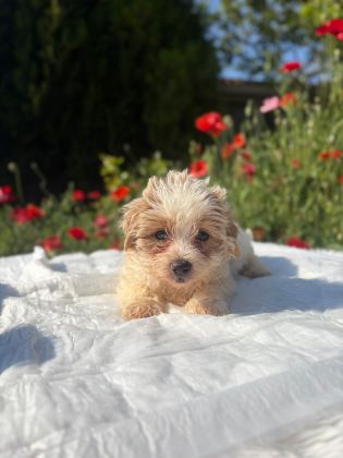 ERKEK MORKIE YAVRULARIMIZ RENK SEÇENEĞİ MEVCUT