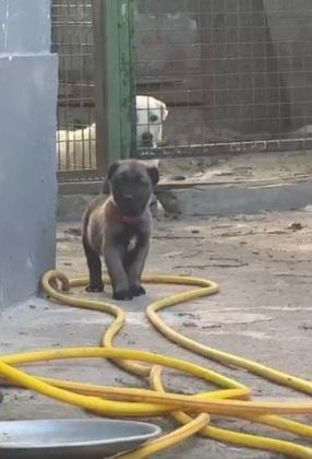 HAS NAMLI KANGAL YAVRULAR 81 İLE GÖNDERİM VAR