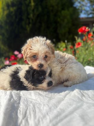 ERKEK MORKIE YAVRULARIMIZ RENK SEÇENEĞİ MEVCUT