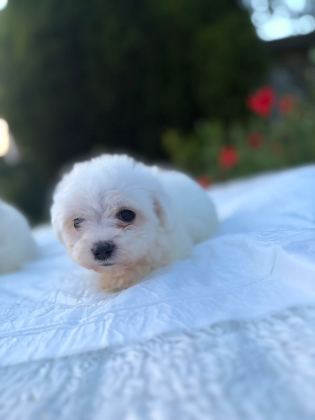 KAR BEYAZ RENK PRENSES MALTESE