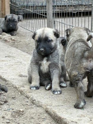 ÇİFTLİKTEN SAFKAN KANGAL