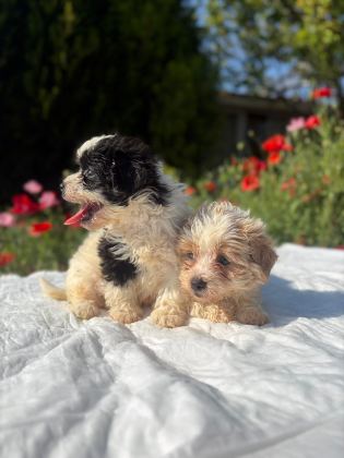 ERKEK MORKIE YAVRULARIMIZ RENK SEÇENEĞİ MEVCUT