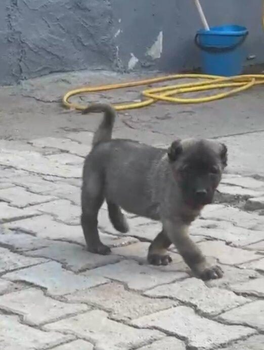 HAS NAMLI KANGAL YAVRULAR 81 İLE GÖNDERİM VAR