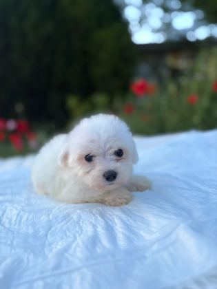 KAR BEYAZ RENK PRENSES MALTESE