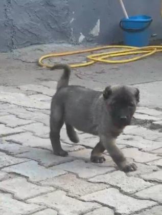 HAS NAMLI KANGAL YAVRULAR 81 İLE GÖNDERİM VAR