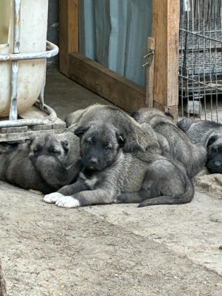 ÇİFTLİKTEN SAFKAN KANGAL