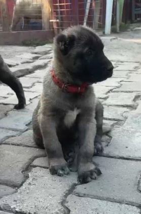 HAS NAMLI KANGAL YAVRULAR 81 İLE GÖNDERİM VAR