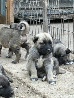 ÇİFTLİKTEN SAFKAN KANGAL