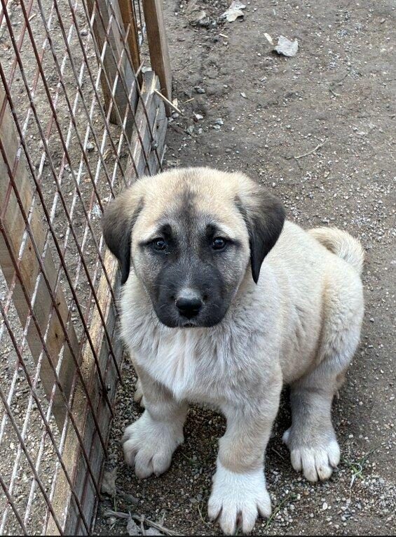 ORİJİNAL SAFKAN KANGAL YAVRULAR