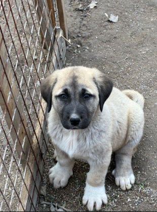 ORİJİNAL SAFKAN KANGAL YAVRULAR