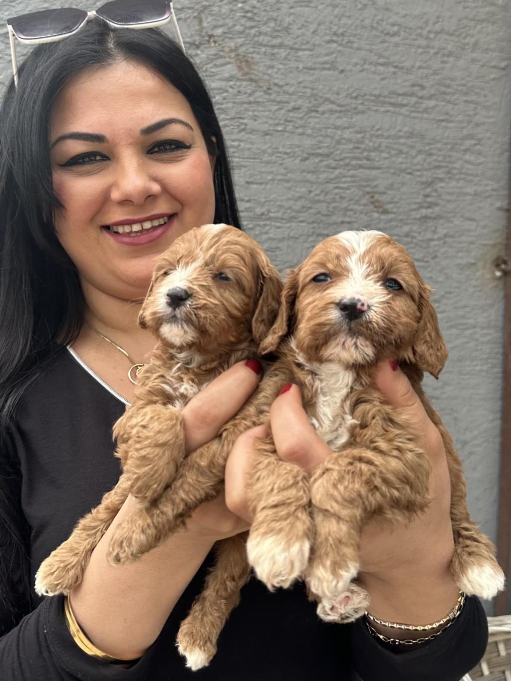 UFACIK MALTİPOO YAVRULARIM