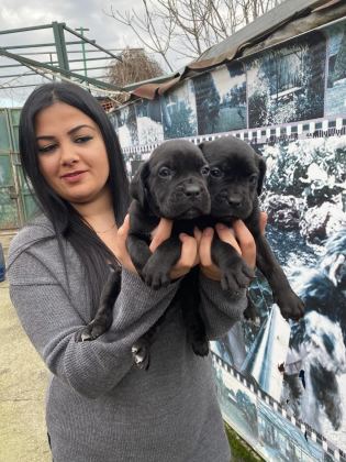 CANE CORSO DİŞİ YAVRUMUZ