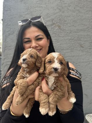 UFACIK MALTİPOO YAVRULARIM
