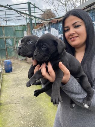 CANE CORSO DİŞİ YAVRUMUZ