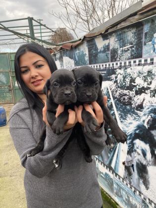 CANE CORSO DİŞİ YAVRUMUZ