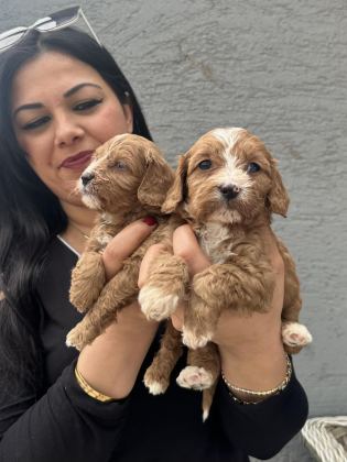 UFACIK MALTİPOO YAVRULARIM